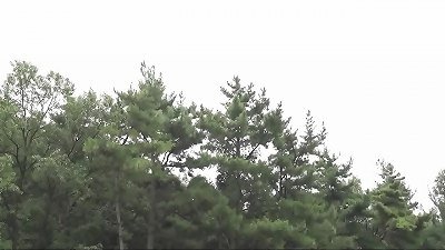 MOM&rsquo;S DIARY 2020. https://www.osirixhd.com